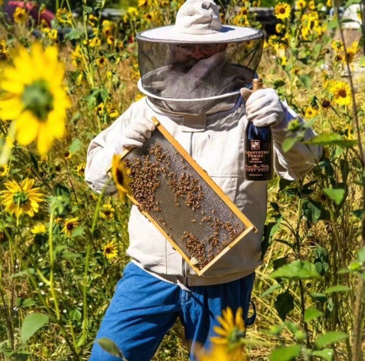 Gerald the beekeeper holding a honeycomb frame in a field of sunflowers