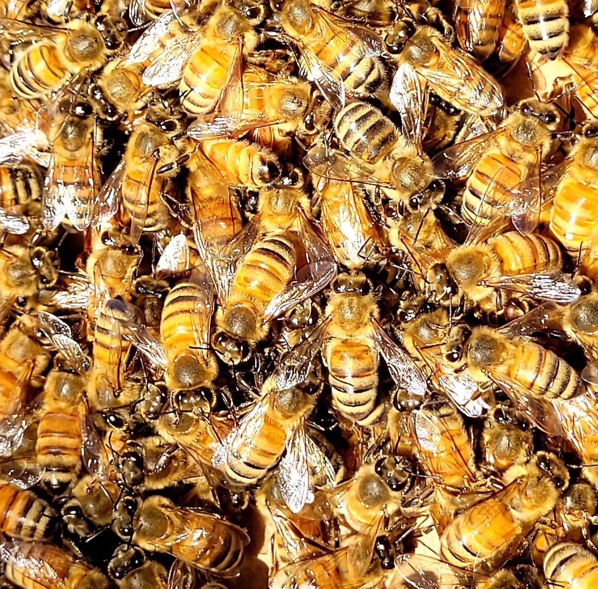 A close-up of the Buddy's Farm honeybees crowded on a frame